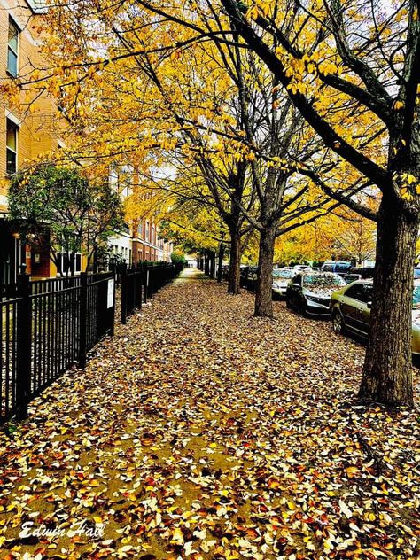 The Beauty of Autumn..🍂 Little Italy , Chicago