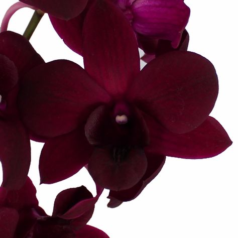 Burgundy orchid Pantone Wedding Colors, Orchid Bouquet, Dendrobium Orchids, Orchid Wedding, Dried Rose Petals, Burgundy Flowers, Flower Care, Wholesale Flowers, Wedding Flower Arrangements