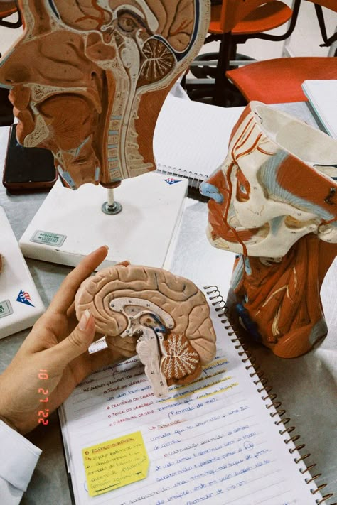 Laboratório de Anatomia peças sintéticas para estudo Psychology Lab Aesthetic, Anatomy Lab Aesthetic, Neuroscience Phd Aesthetic, Cognitive Neuroscience Aesthetic, Psychiatric Nurse Aesthetic, Neuroscience Research, Medical Slp Aesthetic, Sport Psychology Aesthetic, Psych Nurse Aesthetic