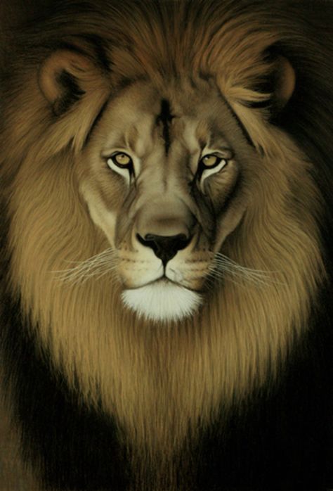 Vision of the Lion of Judah Prophetic Painting, Lion And Lamb, Lion And Lioness, Lion Love, Leo Tattoos, Lion Wallpaper, Geniale Tattoos, Tribe Of Judah, Lion Pictures