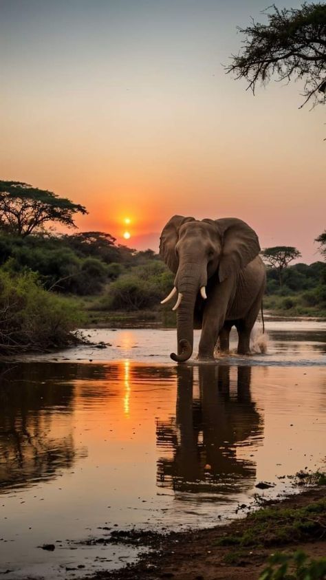 Aesthetic Elephant Pictures, Africa Pictures Photography, Aesthetic Wild Animals, African Safari Pictures, Safari Vibes Aesthetic, Safari Animals Wallpaper, Sunset With Animals, African Wallpaper Aesthetic, Safari Aesthetic Wallpaper