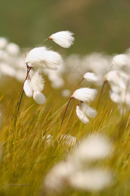 . Whats Wallpaper, North Asia, Blowin' In The Wind, Illustration Manga, Wound Dressing, Field Of Dreams, Paper Making, Northern Europe, Windy Day