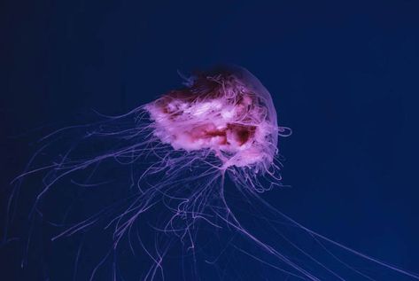 Pink meanie jellyfish (Drymonema larsoni) are a unique species of jellyfish that have been observed in the Gulf of Mexico since 2000. With a bell diameter of up to 60 cm and a distinctive pink color, they are hard to miss. While they are not considered to be highly venomous, their short frilly appendages around […] Pink Meanie Jellyfish, Types Of Jellyfish, Panama City Beach, Gulf Of Mexico, Panama City, Tattoo Inspo, Panama City Panama, City Beach, Sea Creatures