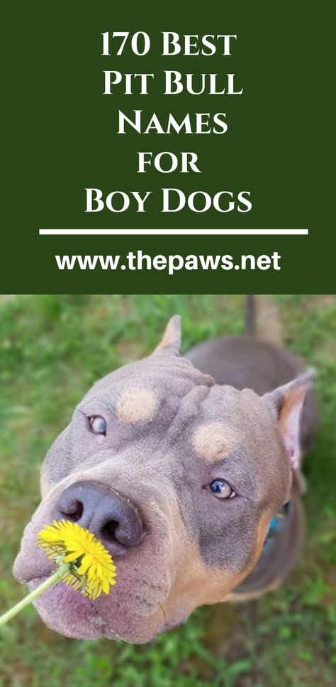 Ideas for Naming Your Puppy. #puppy #pitbullnames #pitbull #boydogs #dogs #maledogsnames #maledogs #dognames Pitbull Dog Names Boy, Boy Pitbull Names, Names For Pitbulls, Male Pitbull Names, Names For Boy Dogs, Pitbull Puppy Names, Boy Puppy Names Unique, Bull Names, Cool Dog Names Boys