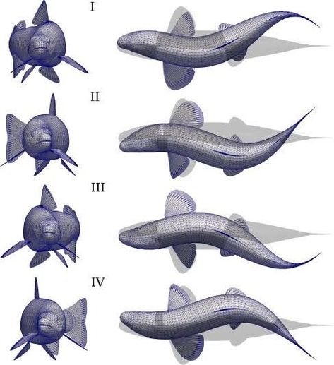 Trout Swimming, Animation Classes, Animal Movement, Scientific Diagram, Galaxies Wallpaper, Action Pose Reference, Sketch Poses, Frame By Frame Animation, Cartoon Fish