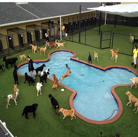 Hotel Pet, Indoor Dog Park, Luxury Dog Kennels, Pet Daycare, Dog Boarding Facility, Dog Boarding Kennels, Dog Hotel, Dog Playground, Pet Paradise