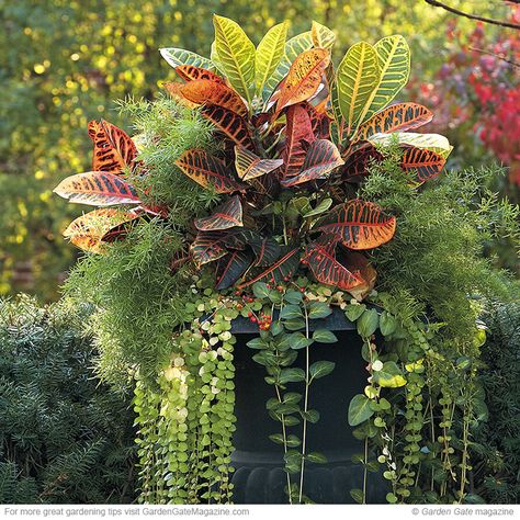 Bright & bold container plants: Make a big impact with these impressive container plants. Croton Petra, Patio Container Gardening, Container Gardening Ideas, Hanging Plants Diy, Container Garden Design, Fall Vegetables, Fall Planters, Pallet Garden, Healthy Garden