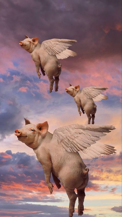 Pigs Flying, Money Pig, Pig Wallpaper, Pigs Fly, Flying Pig, Wallpaper Pc, Phone Wallpapers, Pigs, Phone Wallpaper