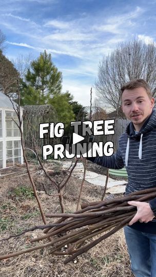 7K views · 1.2K reactions | Pruning Fig Tress for size and fruit!

✂️I like to prune my fig trees to 3-5 main leaders to keep the size down. You can choose to grow one main trunk like a normal tree and prune it to manage its structure. 

🌳Removing a majority of the year old wood that’s coming out of the ground and heading off existing branches causes the new growth to form where fruit will grow.

🍈Unlike many other fruit trees, figs grow on 1st year wood and even a brand new tree can produce fruit in its first year!

🌱Fig trees are great for new and old fruit tree growers alike because they are on of the easiest trees to manage as they grow rapidly and you can quickly learn and make changes from previous year’s cuts. And the best part of all, you can easily propagate the cuttings to gro Propogating Plants, Fig Fruit Tree, Fig Bush, Growing Fig Trees, Pruning Fruit Trees, Fig Trees, Fig Fruit, Fig Recipes, Fruit Tree