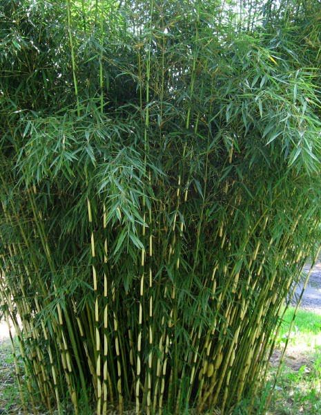 Fargesia Rufa, Clumping Bamboo, Bamboo Seeds, Growing Bamboo, Privacy Plants, Bamboo Plant, Bamboo Garden, Bamboo Tree, Garden Nursery