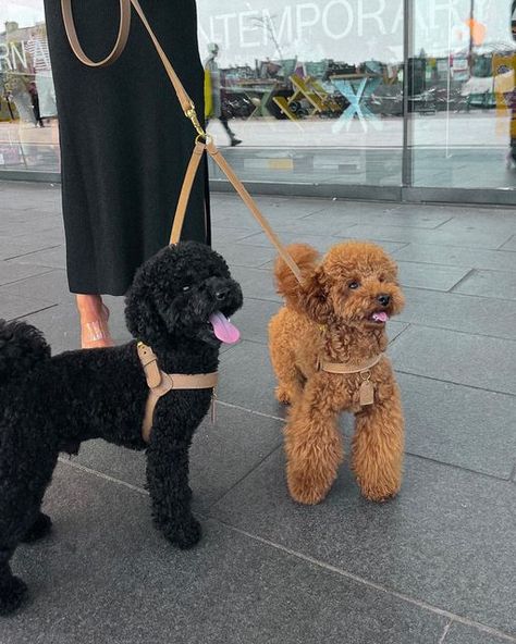 Poodle Sizes Chart, Teacup Poodle Full Grown, Toy Poodle Full Grown, Poodle Sizes, Toy Poodle Haircut Styles, Black Toy Poodle, Toy Poodle Haircut, Poodle Haircut Styles, Poodle Tattoo