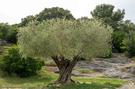 Olea europaea (Common Olive) Olive Tree Painting, Plants To Grow, Olea Europaea, Gravel Garden, Memory Tree, Best Plants, Coastal Gardens, Mediterranean Garden, Buy Plants