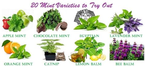 Common characteristics of all mint plants is the volatile and essential oils that create their hallmark menthol aroma and flavor. Other oils and compounds within various plants create a medley of tastes and aroma unique to their individual cultivars. Essen, Lemon Mint Plant, Mint Varieties Plants, How To Grow Mint, Blueberry Varieties, Grow Mint, Drying Mint Leaves, Mint Plant, Companion Gardening