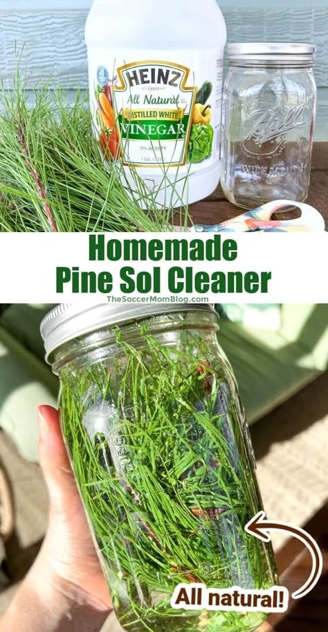 All Natural Pine Cleaner, Homemade Pine Needle Cleaner, Diy Pine Essential Oil, Pine Tree Cleaner, Diy Natural Pine Cleaner, Natural Pine Cleaner, Diy Pine Oil, Pine Vinegar Cleaner, Diy Cleaner With Pine Needles