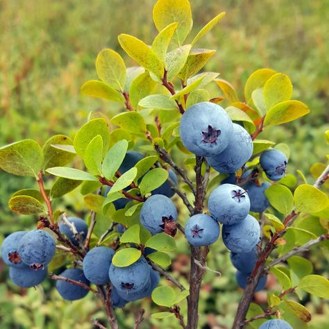 Vancouver Airport, Types Of Berries, Growing Blueberries, Blueberry Picking, Botanical Drawing, Fruits Photos, Boreal Forest, Wild Harvest, Forest Path