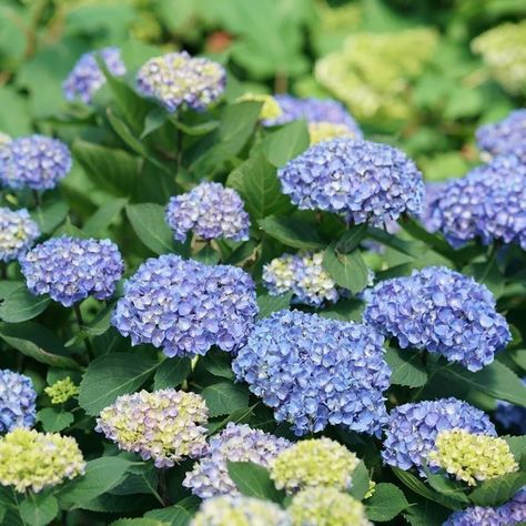 Let's Dance® Rhythmic Blue® Reblooming Bigleaf Hydrangea - My Proven Winners ColorChoices Hydrangea Vine, Rose Fertilizer, Big Leaf Hydrangea, Types Of Hydrangeas, Bigleaf Hydrangea, Hydrangea Shrub, Smooth Hydrangea, Panicle Hydrangea, Oakleaf Hydrangea