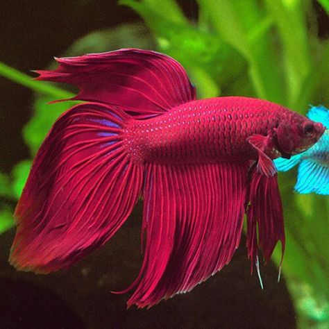 Veil Tail Betta Fish, Pretty Fish Ocean, Betta Fish Toys, Red Betta Fish, Betta Fish Tattoo, Types Of Betta Fish, Archery Poses, Fish Tails, Red Veil