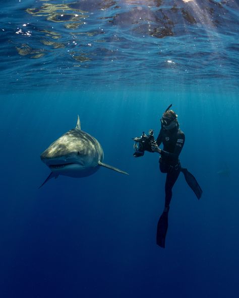 Taylor Cunningham photographer a tiger shark swimming in the ocean Diving With Whale Sharks, Shark Diving Aesthetic, Sharks Of The World, Sea Biology, Diving With Sharks, Marine Photography, Diving Photos, Swimming With Sharks, Scuba Diving Photography