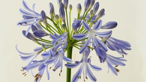 What To Plant When, Agapanthus Plant, Plant Bulbs, Pierre Yovanovitch, Garden Calendar, Chestnut Trees, English Country Gardens, Dark Flowers, House Exteriors