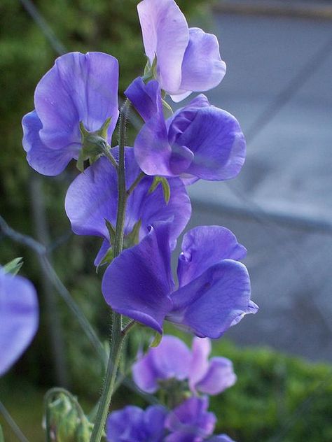 Sweet peas: I love the delicate flowers, the gorgeous colours and wonderful smell Prayer Jar, Sweet Pea Plant, Pea Plant, Sweet Pea Flowers, Blue Wedding Flowers, Pea Flower, Sweet Peas, Exotic Flowers, Delicate Flower