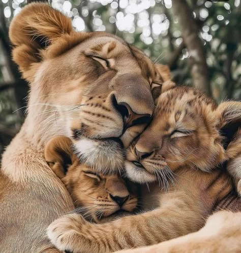 Momma Lion And Cub Tattoo, Lion And Lioness Wallpaper, Lion Family Wallpaper, Lion Couple Photography, Lion King Family, Lions Family, 4 Lions Family, Tiger Family, Lion Watercolor