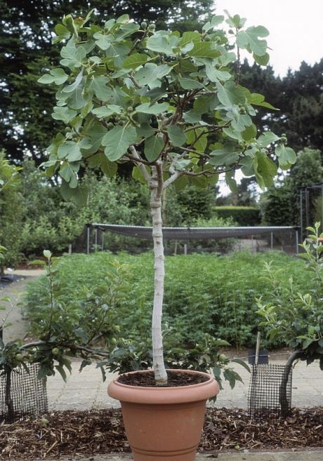 Small Tree In Pot, Blueberries In Pots, Growing Fig Trees, Grow Blueberries, Potted Fruit Trees, Fig Trees, Specimen Trees, Terracotta Pot, Potted Trees