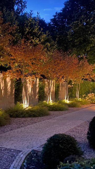 Polly Wilkinson Garden Design on Instagram: "To avoid the black mirror effect (when you sit inside at night and all you see is your reflection) , consider introducing subtle and sensitive lighting placement to instantly bring the garden back into view. These Amelanchier are currently ablaze with autumn colour and look even more spectacular with the warm glow of uplighters, and beautiful shadows decorating the walls behind. 🍁🔥" Lighting Placement, Modern Planting, House Lighting Outdoor, Garden Lighting Design, Landscape Lighting Design, Small Courtyard Gardens, Backyard Plan, Patio Garden Design, Grasses Garden