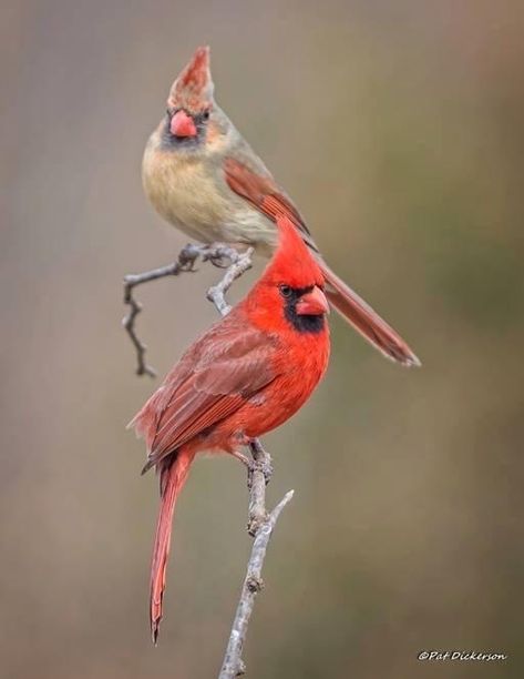 Flying Dinosaurs, Cardinal Birds Art, Cardinal Couple, Bird Identification, Northern Cardinal, World Birds, Cardinal Birds, Red Bird, Backyard Birds