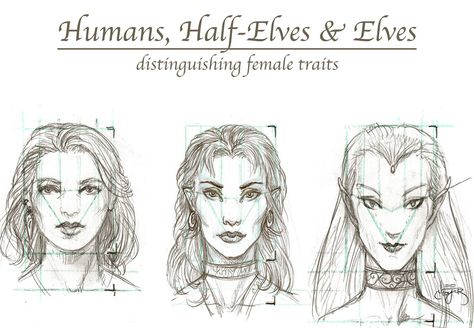 Types Of Elves Fantasy Art, How To Draw Elves, Elves Drawing Sketches, Elf Anatomy, Different Types Of Elves, Elf Types, Elves Drawing, Half Elf Dnd, Types Of Elves