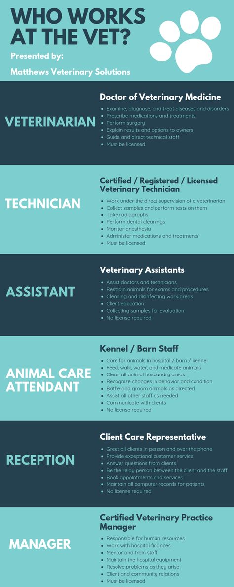 Learn about the positions at a veterinary hospital and what each person does!    Are you ready to join the veterinary profession? Veterinary Assistant Tips, Vet Receptionist Tips, Equine Vet Assistant, Zoo Vet Tech, Veterinary Clinic Aesthetic, Being A Veterinarian, Emergency Veterinary Medicine, Vet Receptionist Cheat Sheet, Veterinary Assistant Training