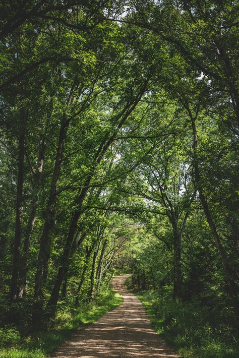 Forest Driveway, Forest Highway, Drive Through Tree California, Tree Lined Road, Road Forest Aesthetic, Osage County, Gravel Driveway, Forest Core, Forest Canopy