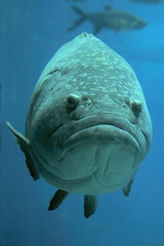 big fish. big frown. i think it's a grouper...i've seen them scuba diving in the Gulf...Florida Grouper Fish, Life Under The Sea, Beautiful Sea Creatures, Underwater Creatures, Underwater Life, Fish Swimming, Ocean Creatures, Marine Animals, Saltwater Fishing