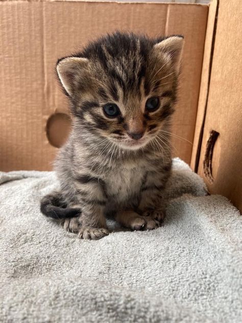 Tiger Kitten, Cute Tiger, Cute Tigers, A Tiger, One Week, Kittens, Animals, Quick Saves