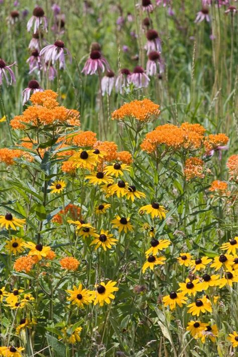 Prairie Seed Mixes | Prairie Nursery Prairie Dropseed Companion Plants, Prairie Yard, Perennial Combinations, Prairie Wildflowers, Prairie Aesthetic, Prairie Nursery, Rotational Grazing, Summer Planters, Prairie Landscape