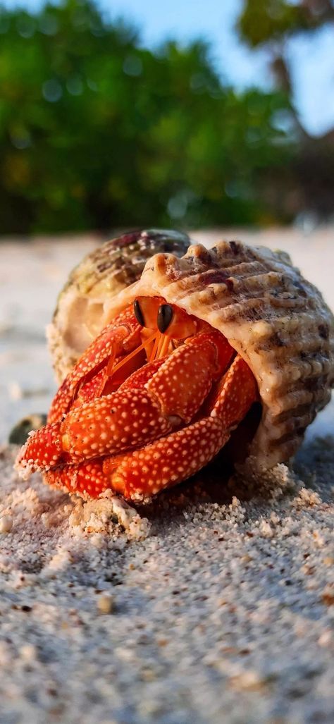 Pet Hermit Crab, Aesthetic Pets, Funny Animal Pics, Pet Aesthetic, Funny Animal Art, Crab Tattoo, Animal Aesthetic, Crab Art, Hermit Crabs