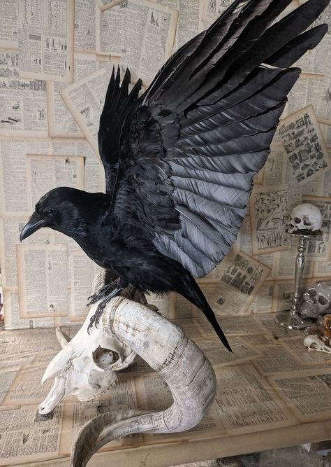 Bird Taxidermy, Ram Skull, Crows And Ravens, Taxidermy Art, Vulture Culture, Black Birds, Crows Ravens, Animal Reference, Pretty Animals