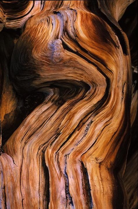 Bristlecone Pine | Beautiful Textures | Interior Design Inspiration Roots Aesthetic, Magnus Burnsides, Art In Nature, Bristlecone Pine, Deco Nature, Wood Texture, Inspiration Art, Patterns In Nature, Beautiful Tree