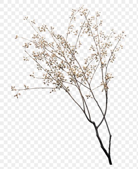 Dry flower branch design element | free image by rawpixel.com / Jira Flower Branches, Flower Png Images, Branch Vector, Flower Texture, Shotting Photo, Leaf Plant, Aesthetic Flower, Dry Plants, Dry Flower