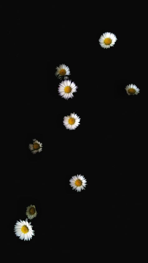 Wallpapers Nature, Black Iphone, Nature Flowers, Iphone Wallpaper, Daisy, Wallpapers, Iphone, Flowers, White