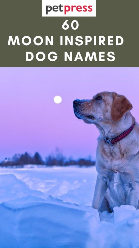 60 Creative Moon Inspired Dog Names For Your Cute Pooch Creative Dog Names, Names That Mean Moon, Witchy Names, Dog Name Ideas, Galaxy Names, Name Astrology, Husky Names, Boy Dog Names, Witch Names