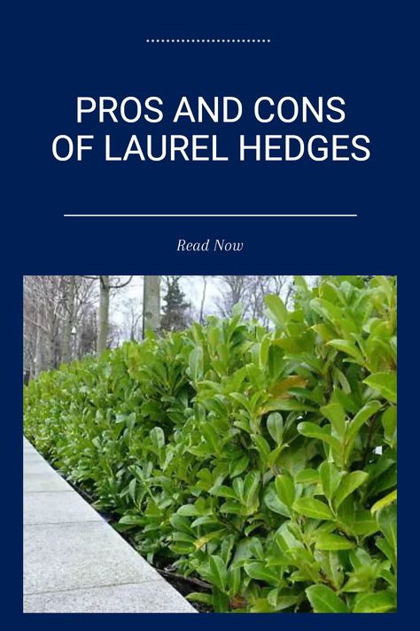 Laurel hedges are popular for providing both privacy and a classic look to gardens. While they create a beautiful barrier and can enhance curb appeal, they also do require significant upkeep, including regular trimming and maintenance to keep them dense and healthy. If you value long-lasting privacy but want to avoid constant gardening tasks, knowing the pros and cons of laurel hedges is essential before planting these aesthetically pleasing plants Laurel Hedge Privacy Screens, Hedge Privacy Fence, Indian Laurel Tree, Laurel Hedge Ideas, Schip Laurel Hedge, Quick Growing Privacy Plants, Indian Laurel Hedge, Skip Laurel Hedge, Tall Hedges For Privacy