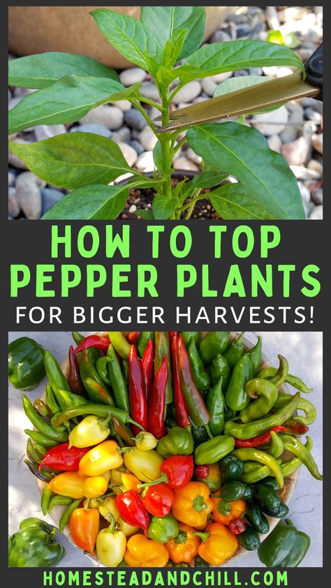 Pepper Seedlings, Growing Vegetables In Pots, Growing Peppers, Garden Tattoos, Gardening Quotes, Vegetable Garden Diy, Backyard Vegetable Gardens, Growing Veggies, Garden Wallpaper