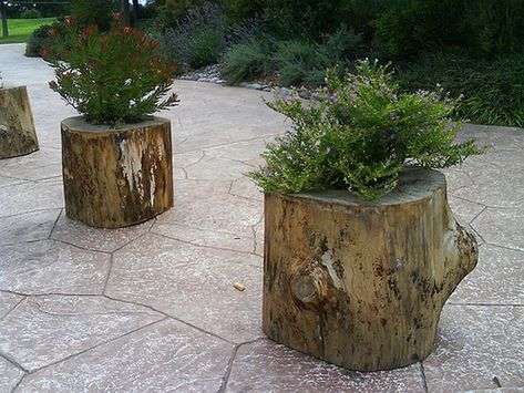 Log Planters, Felicity Kendal, Cheap Planters, Tree Stump Decor, Earthy Art, Backyard Goals, Tree Stump Planter, Village Garden, Tree Stump Table