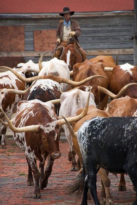 Robert Wyatt, The Cowboy Way, Long Horns, Longhorn Cattle, Cowboy Life, Rodeo Cowboys, Cattle Drive, Real Cowboys, Long Horn