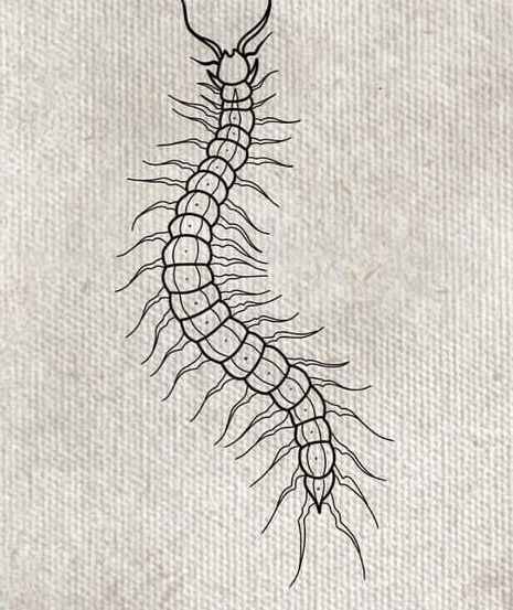 Centipede Tattoo Outline, Centerpede Tattoos, Centipede Flash Tattoo, Centipedes Drawing, How To Draw A Centipede, Millipede Tattoo Design, Cenapead Tattoo, Centipede Hand Tattoo, Centipede Tattoo Stencil