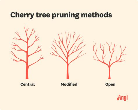 How to Prune a Cherry Tree for a Healthy Lawn Cherry Tree Pruning, Pruning Tools, Tree Pruning, Healthy Lawn, Sweet Cherries, Cherry Tree, Lawn Care, Like A Pro, To Learn