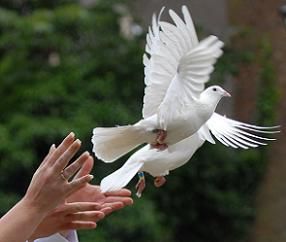 * Dove Release, Wedding Doves, Hope Is The Thing With Feathers, Village Wedding, Greek Culture, White Dove, Church Ceremony, White Garden, Tuscany Wedding