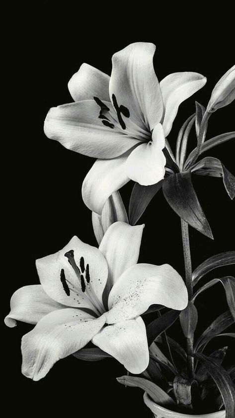 White Tiger Lily, Vampire Family, Flor Tattoo, Lily Flower Tattoos, Flowers Black Background, Afrofuturism Art, White Lily Flower, Black And White Picture Wall, Image Swag