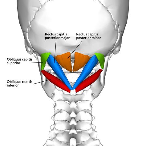 Exploring The Suboccipital Muscles - Yoganatomy Suboccipital Muscles, Upper Cross Syndrome, Relieve Neck Pain, Chiari Malformation, More Flexible, Downward Facing Dog, Abs And Cardio Workout, Human Anatomy And Physiology, Medical Anatomy