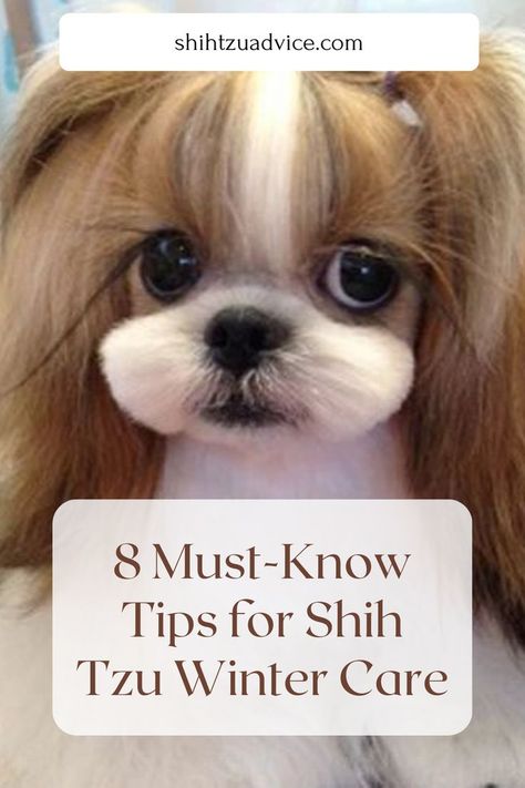 Shih Tzu Winter Care: Tips to Keep Your Dog Warm and Safe Shih Tzu Winter Haircuts, Shitzu Haircuts Boy Teddy Bears, Shih Tzu Haircuts Short, Puppy Cut Shih Tzu, Shih Tzu Aesthetic, Shih Tzu Teddy Bear Haircut, Shih Tzu Haircuts Grooming, Shih Tzu Grooming Styles, Shitzu Dogs Haircuts